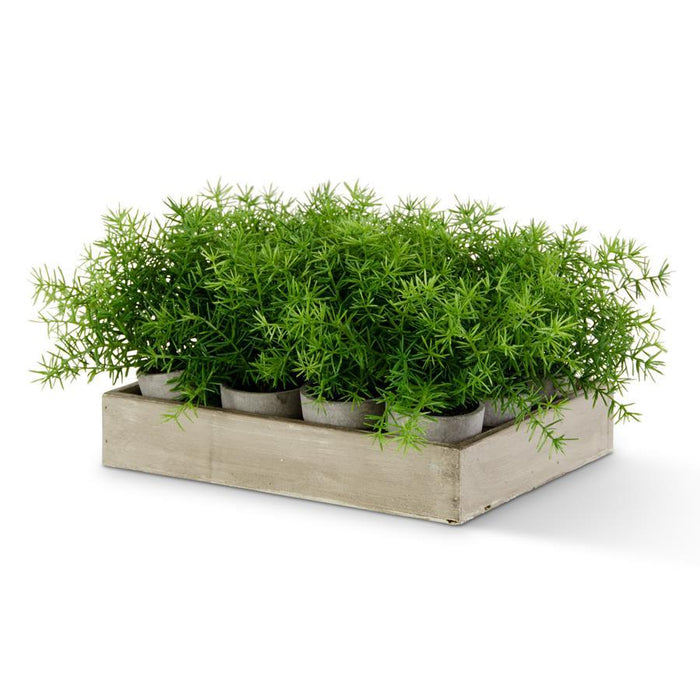 Mini Potted Asparagus Fern - Magnolia Lane co. Home + Garden + Gift