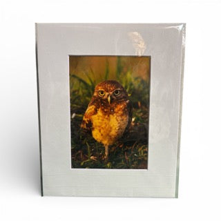 Burrowing Owl Photograph (Local Artist)