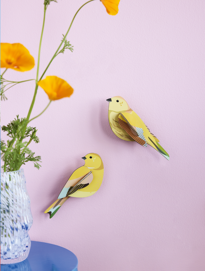 Citrinella Bird Pair