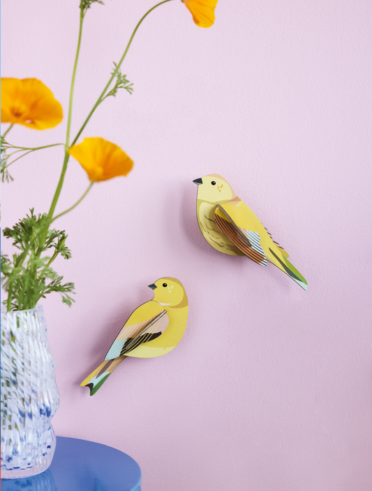 Citrinella Bird Pair