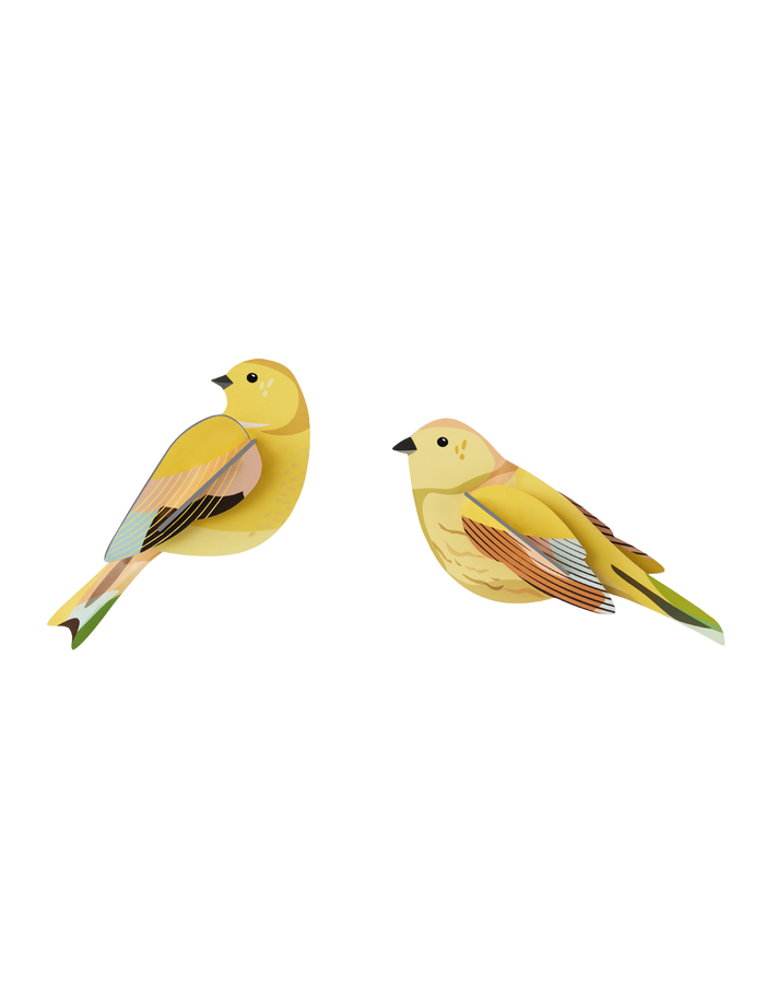 Citrinella Bird Pair
