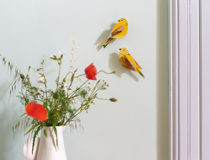 Citrinella Bird Pair