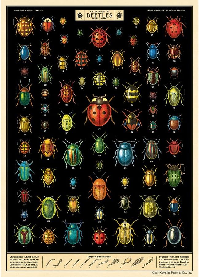 Field Guide to Beetles Poster