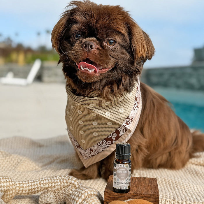 Good Pet Fresh Home Essential Oil Blend beside a dog relaxing outdoors.
