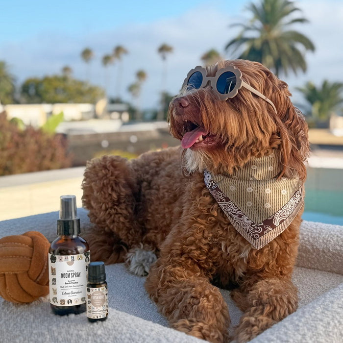 Dog wearing sunglasses beside Good Pet essential oil blends near a pool.