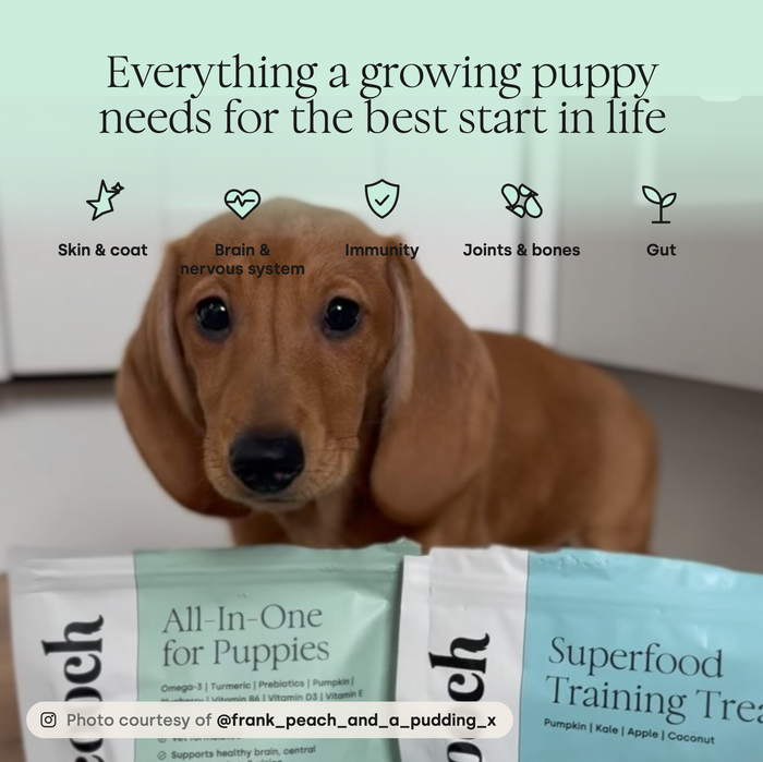 Puppy All-In-One