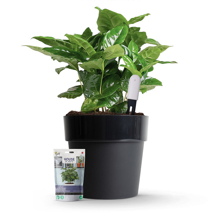 Xiaomi Plant Sensor Starterspakket