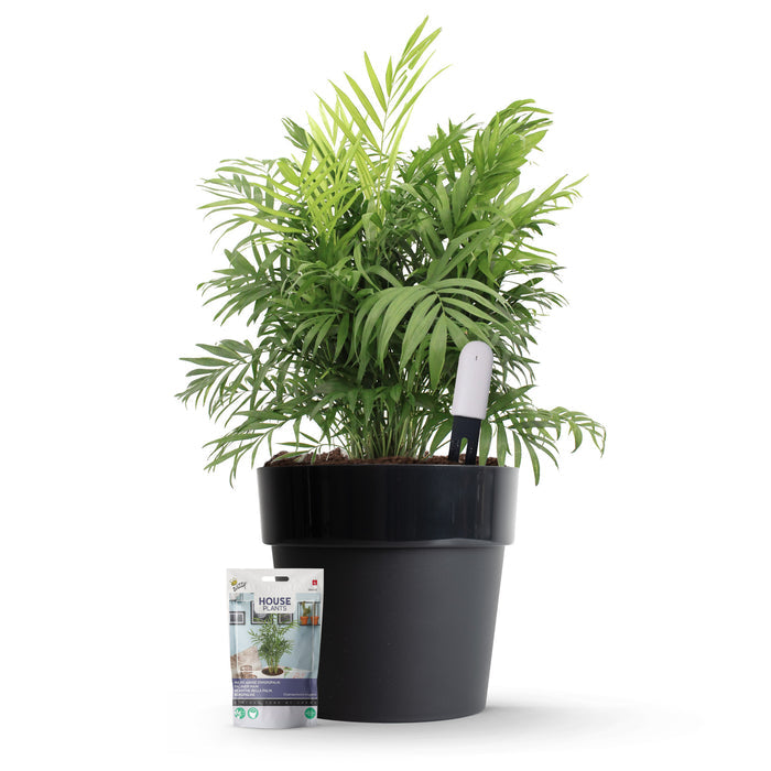 Xiaomi Plant Sensor Starterspakket