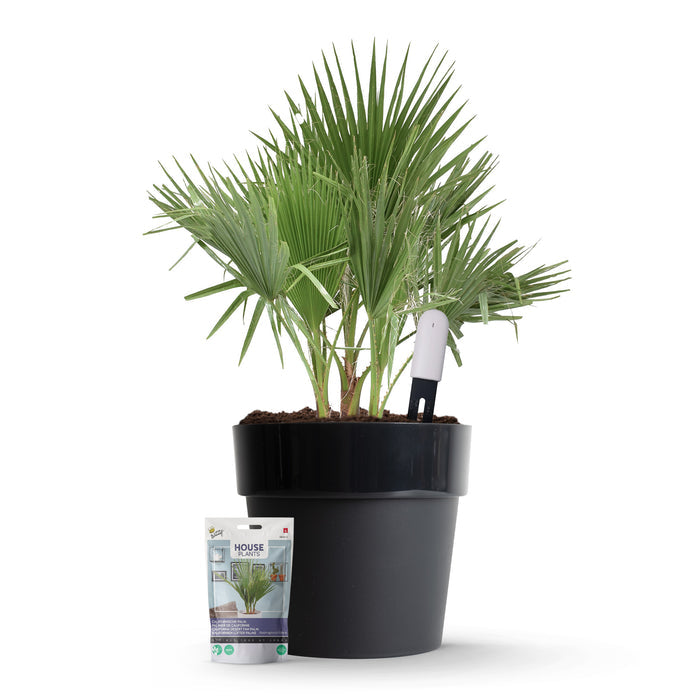 Xiaomi Plant Sensor Starterspakket